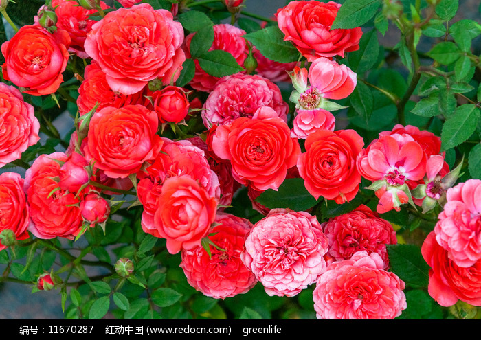 yuejihuayueyuehonghuaduo_11670287.jpg yuejihuayueyuehonghuaduo_11670287.jpg